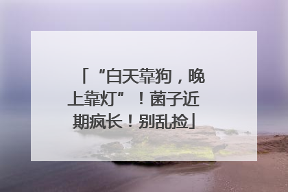 “白天靠狗，晚上靠灯”！菌子近期疯长！别乱捡