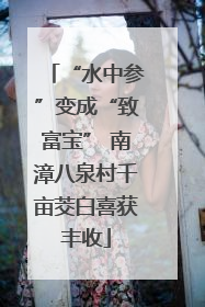 “水中参”变成“致富宝” 南漳八泉村千亩茭白喜获丰收