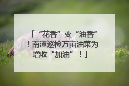 “花香”变“油香”！南漳巡检万亩油菜为增收“加油”！