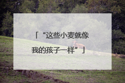 “这些小麦就像我的孩子一样”
