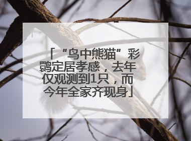 “鸟中熊猫”彩鹮定居孝感，去年仅观测到1只，而今年全家齐现身