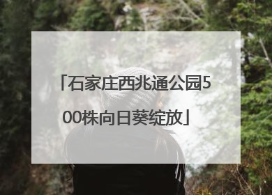 石家庄西兆通公园500株向日葵绽放