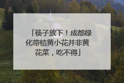 筷子放下!成都绿化带桔黄小花并非黄花菜,吃不得