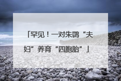 罕见!一对朱鹮“夫妇”养育“四胞胎”