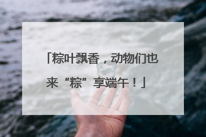 粽叶飘香，动物们也来“粽”享端午！