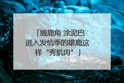 缠鹿角 涂泥巴 进入发情季的雄鹿这样“秀肌肉”