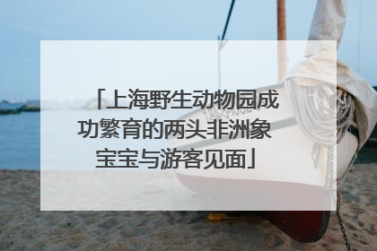 上海野生动物园成功繁育的两头非洲象宝宝与游客见面