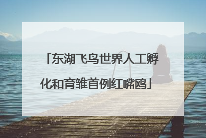 东湖飞鸟世界人工孵化和育雏首例红嘴鸥