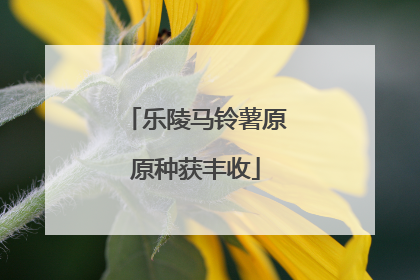 乐陵马铃薯原原种获丰收