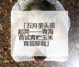 五月垄头苗起舞——青海首试青贮玉米育苗移栽