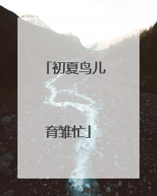 初夏鸟儿育雏忙