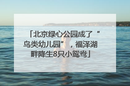北京绿心公园成了“鸟类幼儿园”，福泽湖畔降生8只小鸳鸯