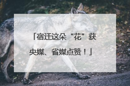 宿迁这朵“花”获央媒、省媒点赞！