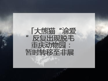 大熊猫“渝爱”反复出现脱毛 重庆动物园：暂时转移至非展示区静养治疗