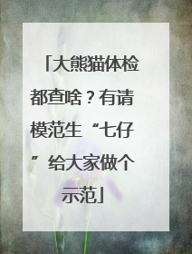 大熊猫体检都查啥？有请模范生“七仔”给大家做个示范