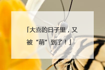 大喜的日子里，又被“萌”到了！