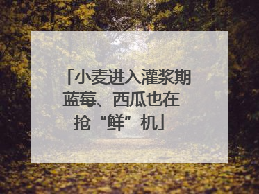 小麦进入灌浆期 蓝莓、西瓜也在抢“鲜”机
