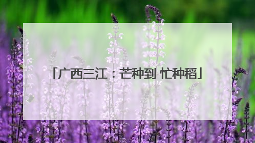 广西三江：芒种到 忙种稻