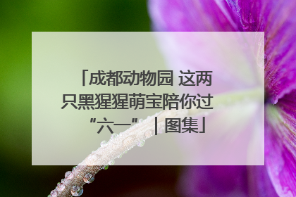 成都动物园 这两只黑猩猩萌宝陪你过“六一”｜图集