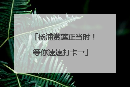 杨浦赏莲正当时！等你速速打卡→
