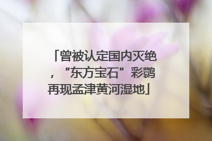 曾被认定国内灭绝，“东方宝石”彩鹮再现孟津黄河湿地