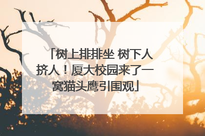 树上排排坐 树下人挤人！厦大校园来了一窝猫头鹰引围观