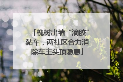 槐树出墙“滴胶”黏车，两社区合力消除车主头顶隐患