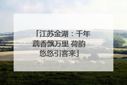江苏金湖：千年藕香飘万里 荷韵悠悠引客来