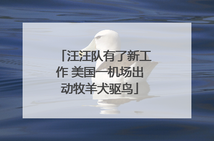 汪汪队有了新工作 美国一机场出动牧羊犬驱鸟