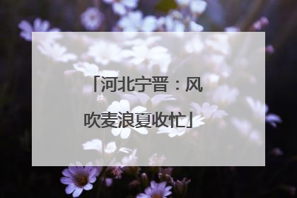 河北宁晋：风吹麦浪夏收忙