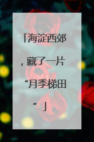 海淀西郊，藏了一片“月季梯田”