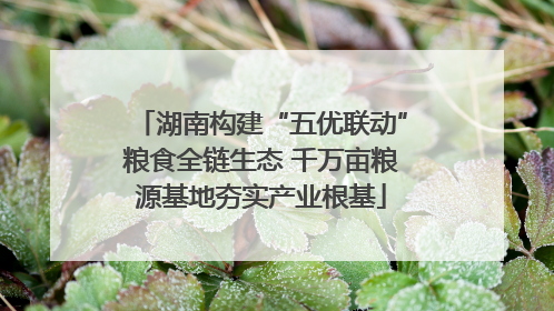 湖南构建“五优联动”粮食全链生态 千万亩粮源基地夯实产业根基