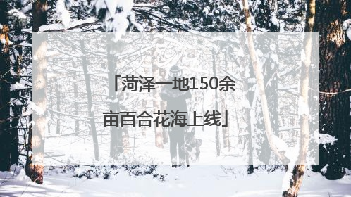 菏泽一地150余亩百合花海上线