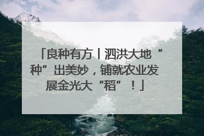 良种有方丨泗洪大地“种”出美妙，铺就农业发展金光大“稻”！