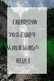 规模空前 70头白犀牛从南非运抵卢旺达