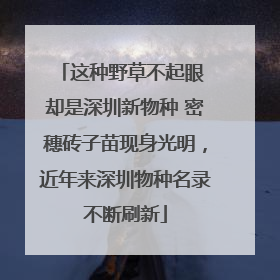 这种野草不起眼 却是深圳新物种 密穗砖子苗现身光明，近年来深圳物种名录不断刷新