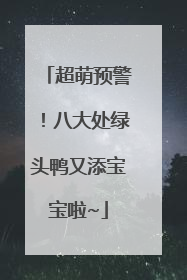 超萌预警！八大处绿头鸭又添宝宝啦~