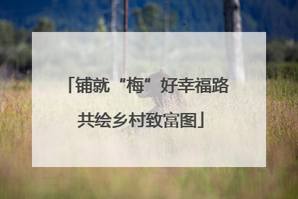 铺就“梅”好幸福路 共绘乡村致富图
