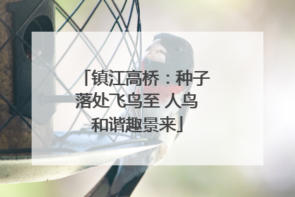 镇江高桥：种子落处飞鸟至 人鸟和谐趣景来