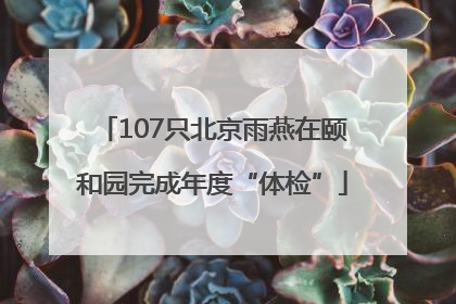 107只北京雨燕在颐和园完成年度“体检”