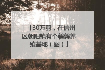 30万羽，在信州区朝阳镇有个鹌鹑养殖基地（图）